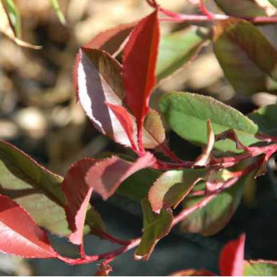 PHOTINIA fraseri Red robin