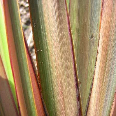 PHORMIUM  Rainbow maiden