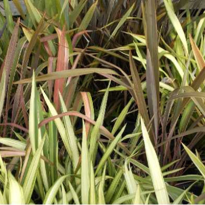 PHORMIUM