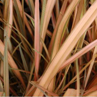 PHORMIUM  Rainbow sunrise maori sunrise