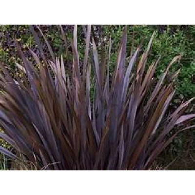 PHORMIUM tenax Rubra nana