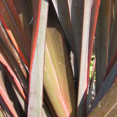 PHORMIUM tenax Purpureum