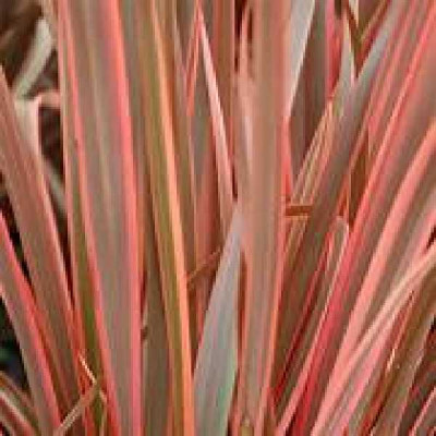 PHORMIUM tenax Sundowner