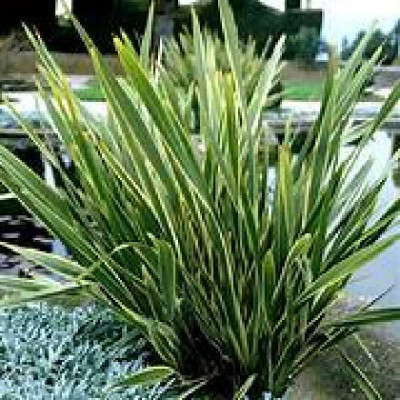 PHORMIUM tenax Variegatum