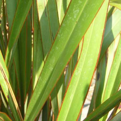 PHORMIUM tenax Vert