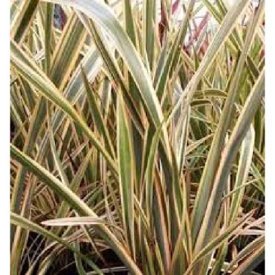 PHORMIUM tenax Golden ray