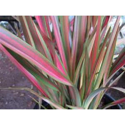 PHORMIUM tenax Jester emerald queen