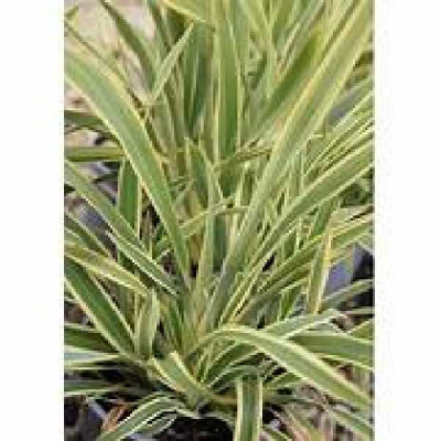 PHORMIUM  Wings of gold