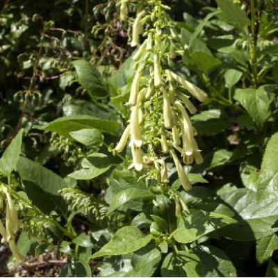 PHYGELLIUS capensis Jaune