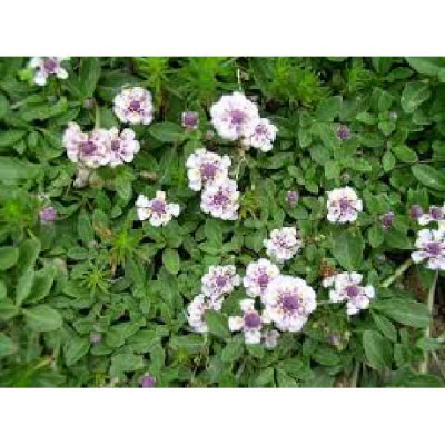 PHYLA nodiflora Canescens