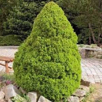 PICEA glauca Conica