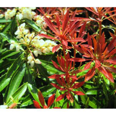 PIERIS japonica Mountain fire