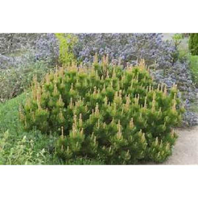 PINUS mugo Mughus brevifolia