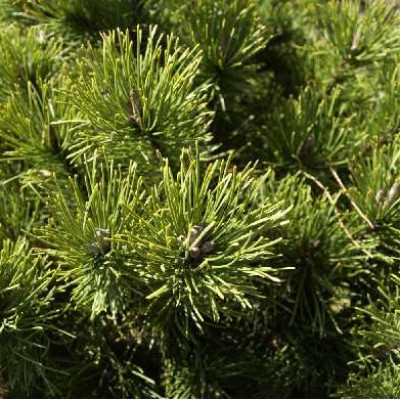 PINUS mugo Mughus