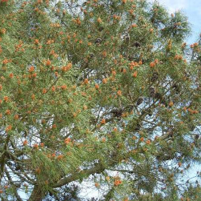 PINUS pinaster
