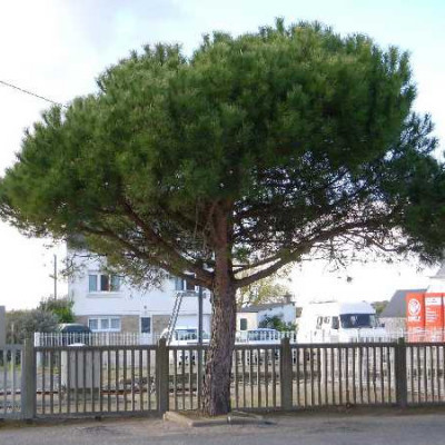 PINUS pinea