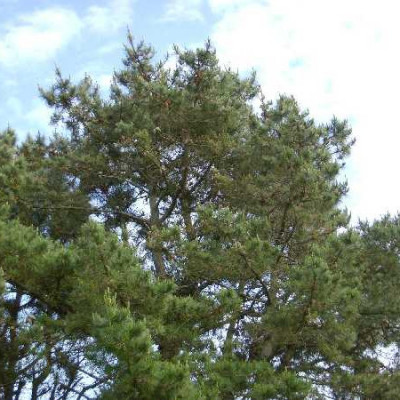 PINUS radiata