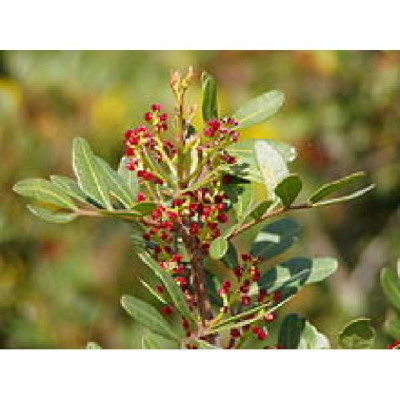 PISTACHIA lentiscus