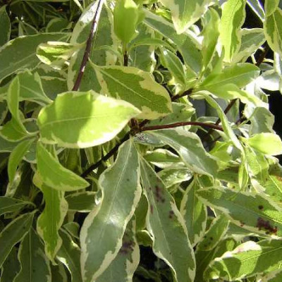 PITTOSPORUM eugenoides Variegatum
