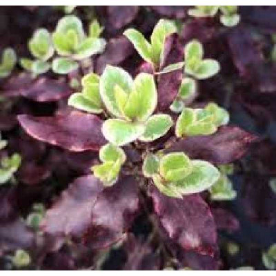 PITTOSPORUM tenuifolium Bannow bay