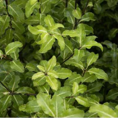 PITTOSPORUM tenuifolium Brain de soleil