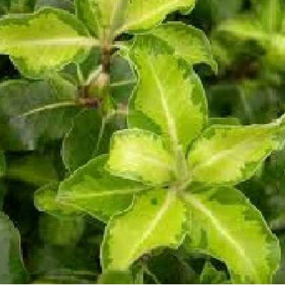 PITTOSPORUM tenuifolium Cap sizum