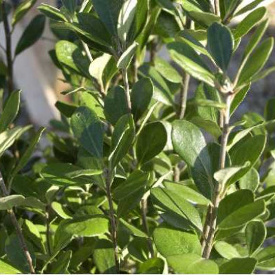 PITTOSPORUM crassifolium