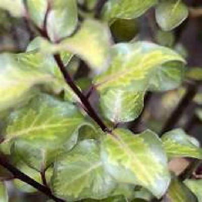 PITTOSPORUM tenuifolium Donovan gold