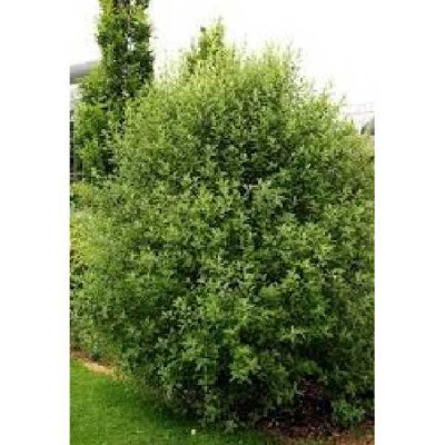 PITTOSPORUM tenuifolium Emerald dome ®