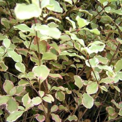 PITTOSPORUM tenuifolium Elisabeth