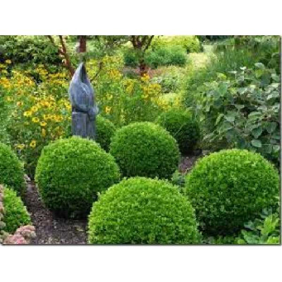 PITTOSPORUM tenuifolium Midjet