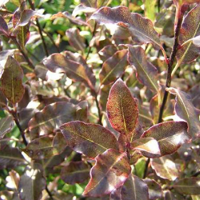 PITTOSPORUM tenuifolium Purpureum