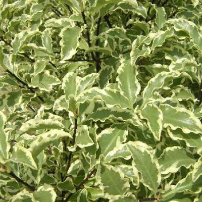 PITTOSPORUM tenuifolium Variegatum