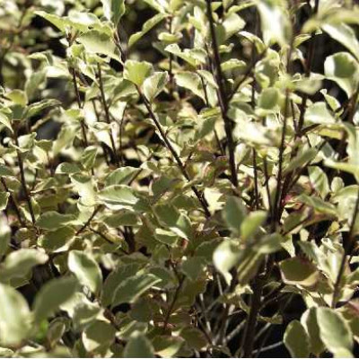 PITTOSPORUM tenuifolium Victoria