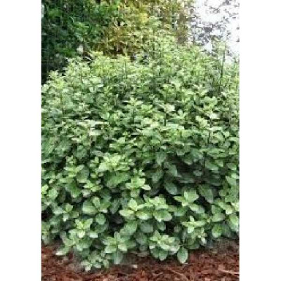 PITTOSPORUM tenuifolium Golf ball