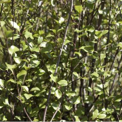 PITTOSPORUM tenuifolium Green elf