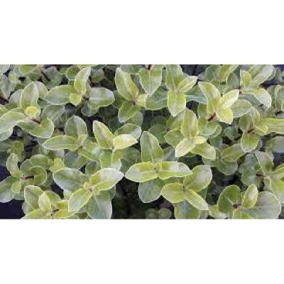 PITTOSPORUM tenuifolium Green rustik