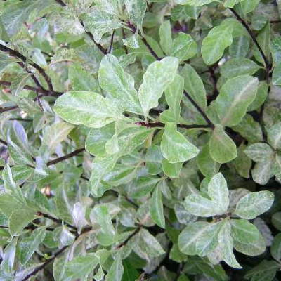 PITTOSPORUM tenuifolium Irene patterson