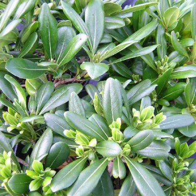 PITTOSPORUM tobira Nana
