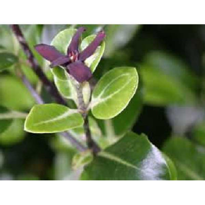 PITTOSPORUM tenuifolium Colensoi
