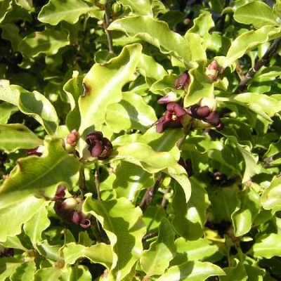 PITTOSPORUM tenuifolium