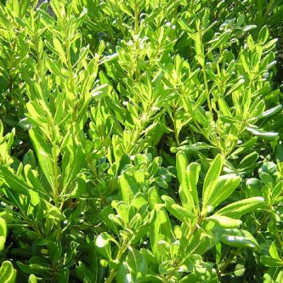 PITTOSPORUM tobira