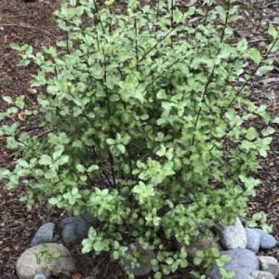 PITTOSPORUM tenuifolium Wrinkled blue