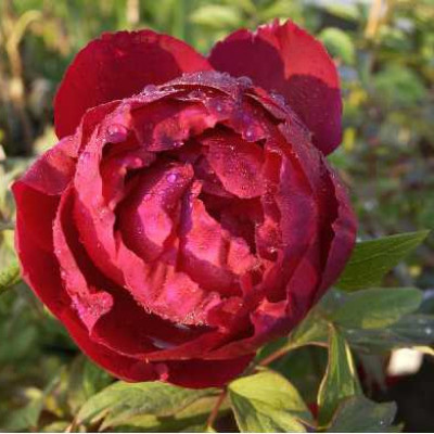 PIVOINE arbustive