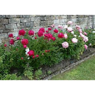 PIVOINE herbacee