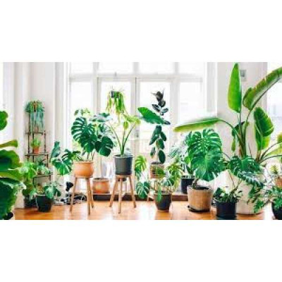 PLANTES VERTES