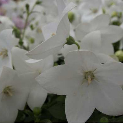 PLATYCODON  Blanc