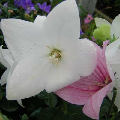 PLATYCODON  Rose