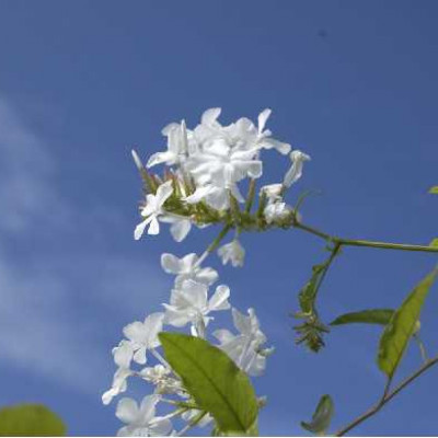 PLUMBAGO capensis Alba