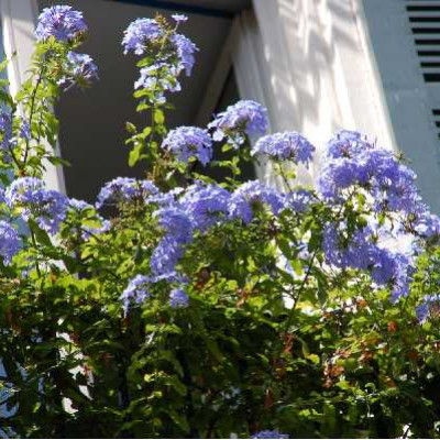PLUMBAGO capensis